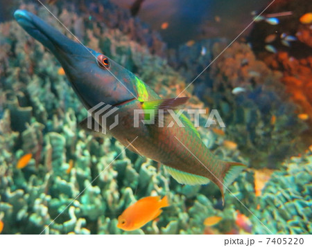 エレファントノーズフィッシュの写真素材