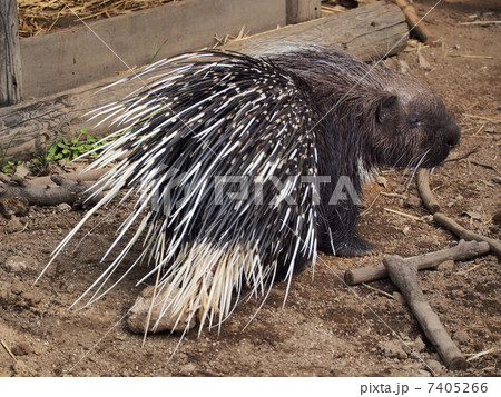 アフリカタテガミヤマアラシ 7405266