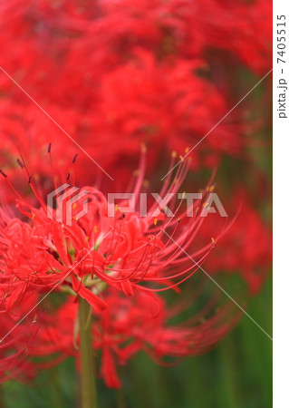 彼岸花 彼岸花 7405515