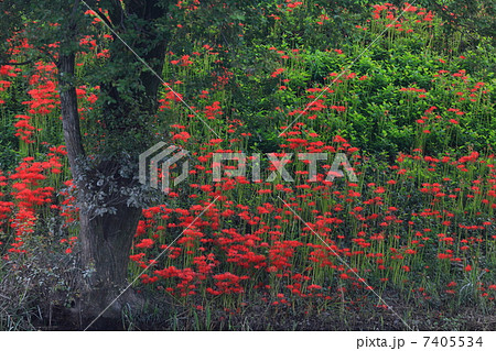 岐阜・津屋川堤防の彼岸花 7405534