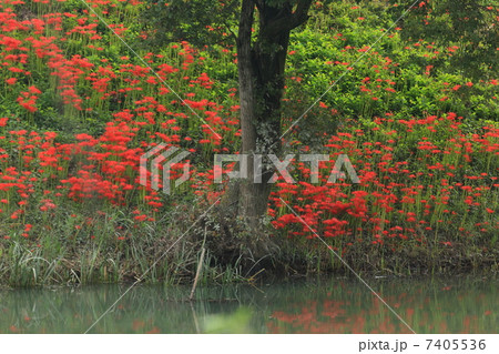 岐阜・津屋川堤防の彼岸花 岐阜・津屋川堤防の彼岸花 7405536