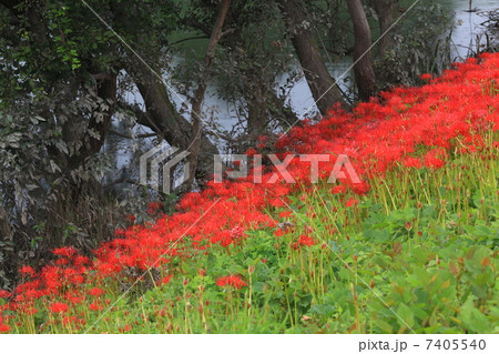 岐阜・津屋川堤防の彼岸花 7405540