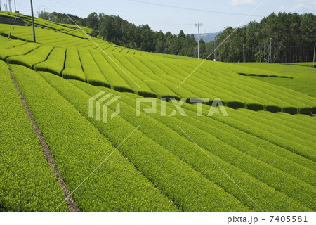 お茶の畑 お茶の畑 7405581