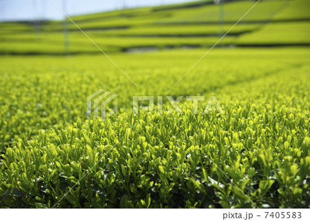 お茶の畑 お茶の畑 7405583