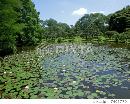 神代植物公園の睡蓮の池 7405779