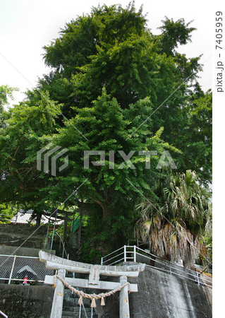 諏訪神社　銀杏の木 7405959