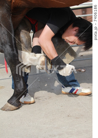 装蹄 装蹄 7406186