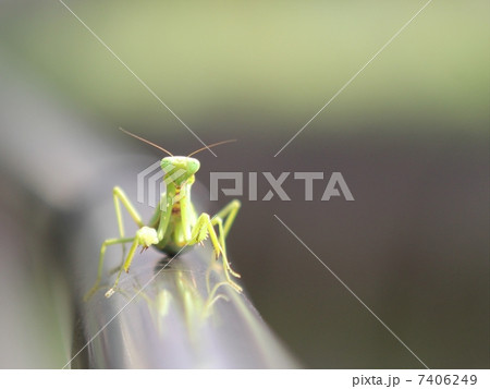 カマキリ 7406249