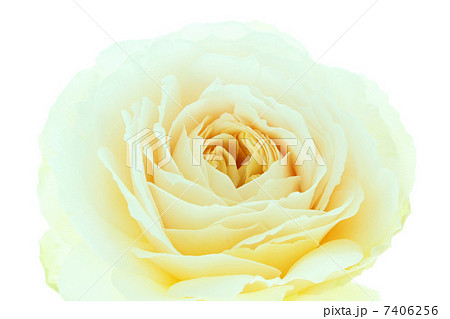 バラ・クレアオースチン 7406256