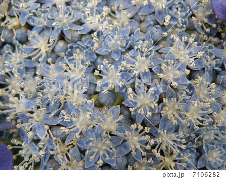アジサイ真花 7406282