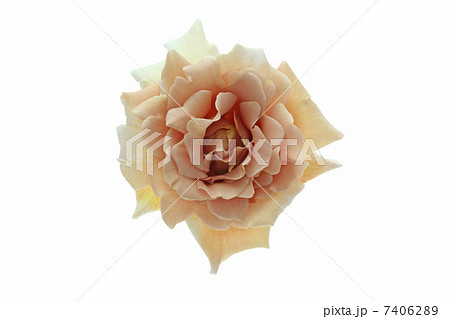 バラ・ジュリア 7406289