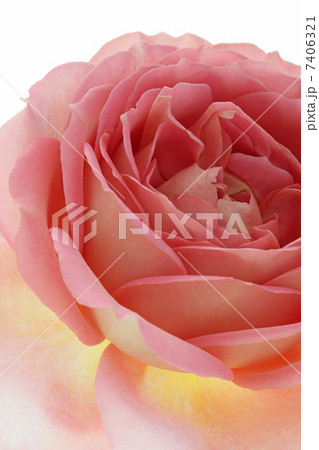 バラ・ジュビリーセレブレーション 7406321