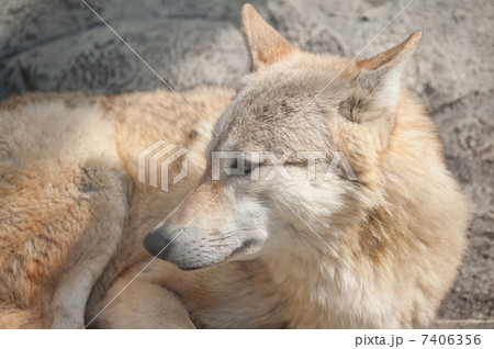チュウゴクオオカミ    天王寺動物園 7406356