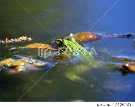 カエル 7406433