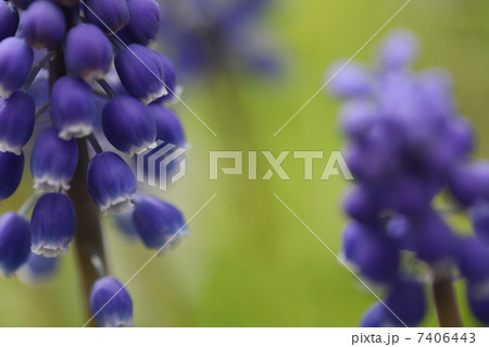 ムスカリ 7406443
