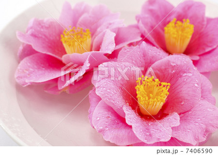 皿の中のツバキの花のクローズアップ 7406590