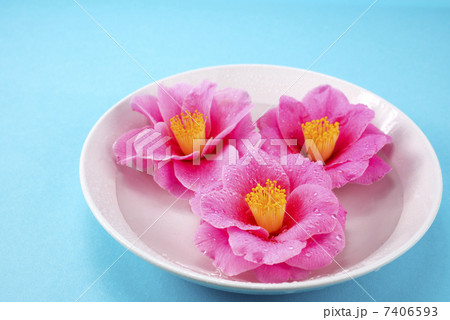 青背景の皿の中のツバキの花々 7406593