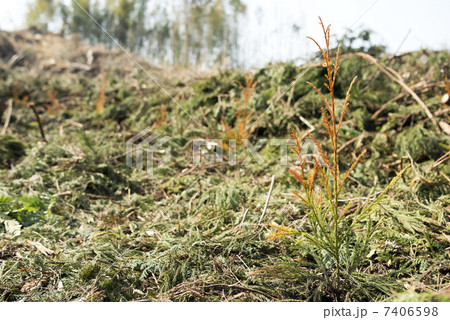 伐採した山林に植樹した杉の苗 伐採した山林に植樹した杉の苗 7406598