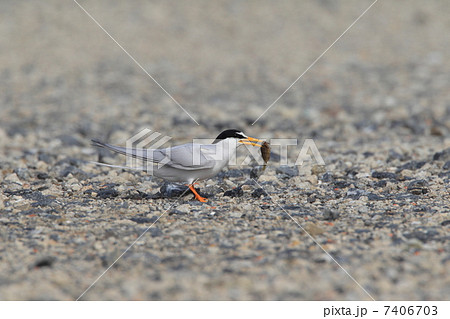 コアジサシの繁殖行動 コアジサシの繁殖行動 7406703