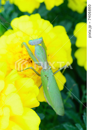ハラビロカマキリとマリーゴールドの花（図鑑可） 7406860
