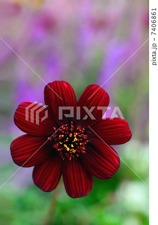 チョコレートコスモス チョコレートコスモス 7406861