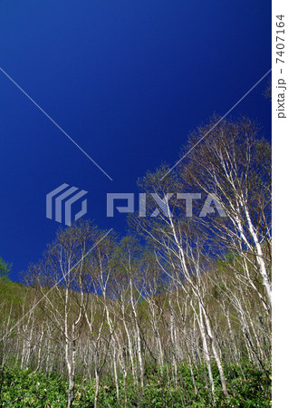 白樺 白樺 7407164