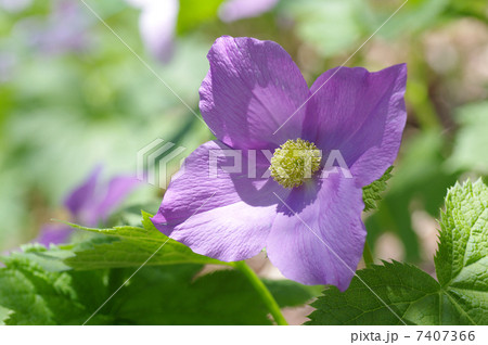 シラネアオイ 7407366