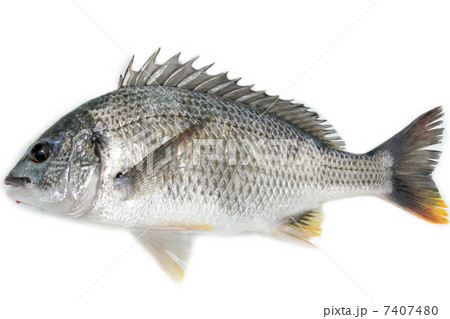 キビレ_真横(浜名湖産) キビレ_真横(浜名湖産) 7407480