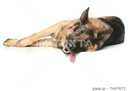 German Shepherd dog lying and rests German Shepherd dog lying and rests 7407672