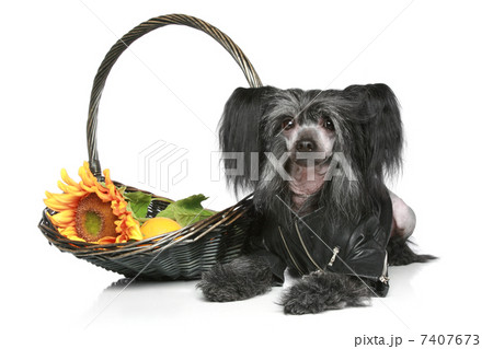 Black Chinese Crested Dog in leather jacket Black Chinese Crested Dog in leather jacket 7407673