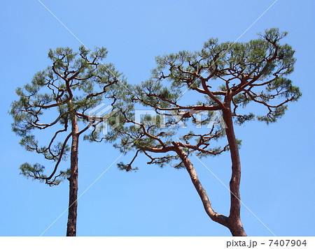 松の木 松の木 7407904