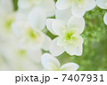 柏葉紫陽花 7407931
