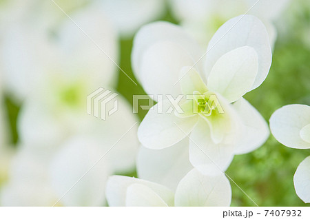 柏葉紫陽花 7407932