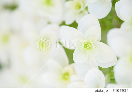 柏葉紫陽花 7407934