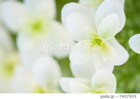 柏葉紫陽花 7407935