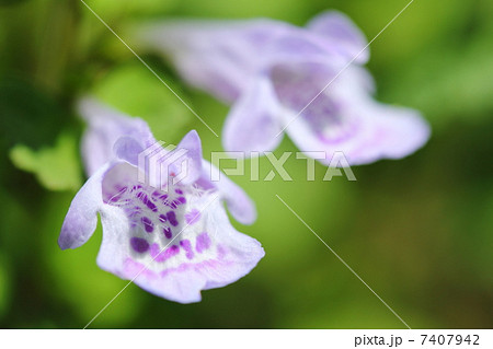 カキドオシ 7407942