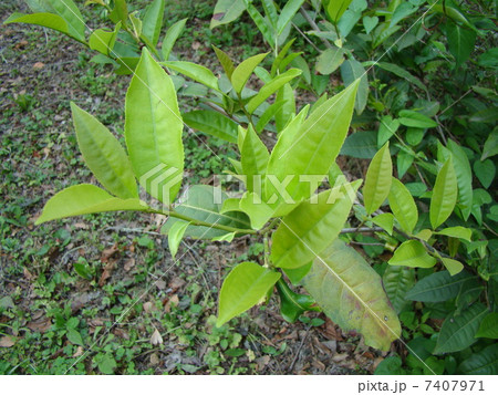 アッサムチャ 7407971