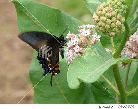 オオトウワタとカラスアゲハ 7407974