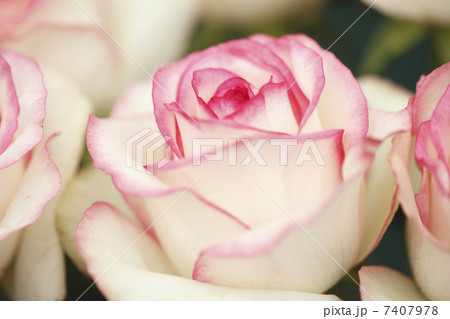 薔薇、バラ、花、はな、 7407978