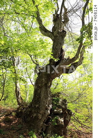奇形ブナの森 奇形ブナの森 7408114