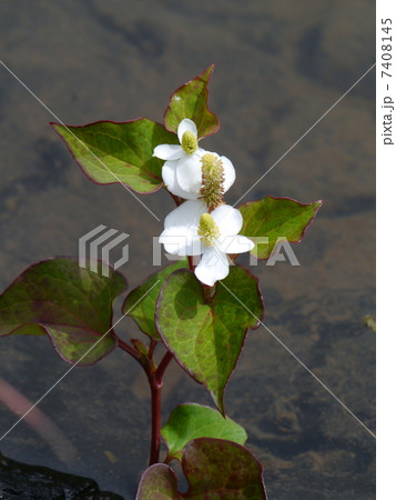 ドクダミの花 7408145
