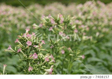 タバコの花 7408157