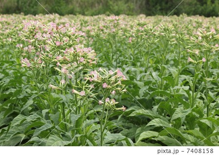 タバコの花 7408158
