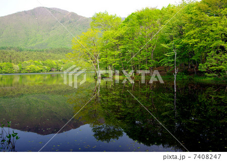 観音沼森林公園の春 7408247