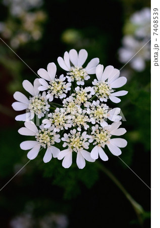 オルレア オルレア 7408539