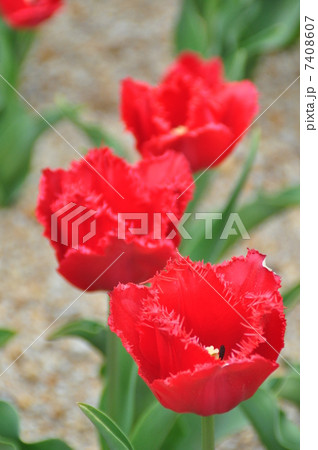 チューリップ 7408607