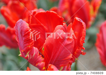 チューリップ チューリップ 7408609