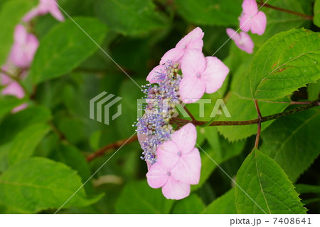 紫陽花 紫陽花 7408641