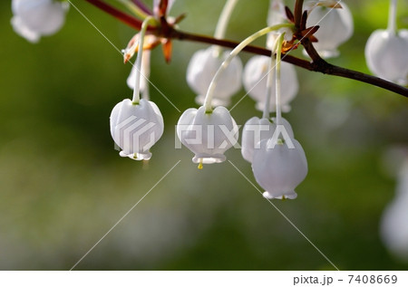 灯台躑躅 7408669