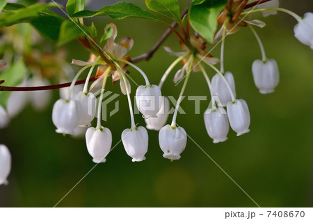 灯台躑躅 7408670